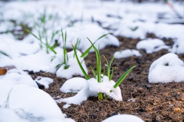 Conseils pour l'entretien du Jardin en Hiver